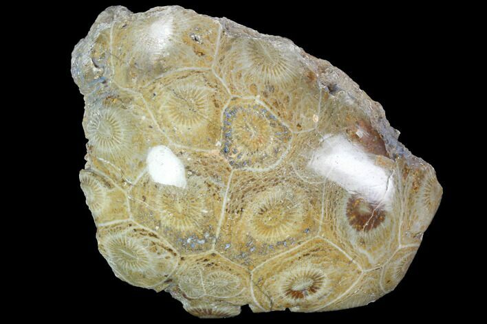 Polished Fossil Coral (Actinocyathus) - Morocco #100618